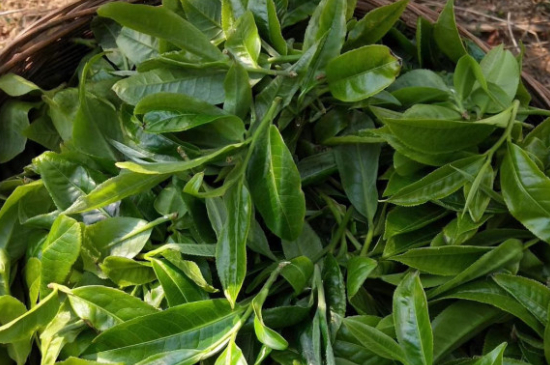 最耐泡的茶葉排名，什么茶葉經(jīng)久耐泡？
