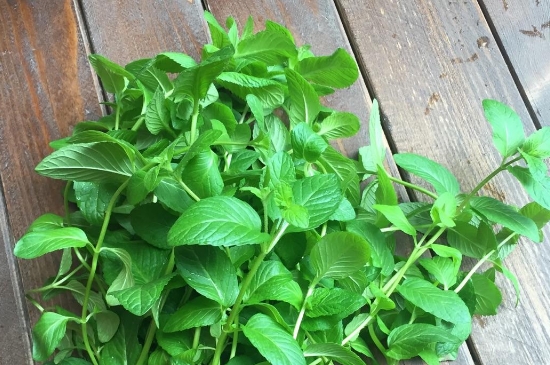 薄荷茶的功效與作用，喝薄荷茶有什么好處？