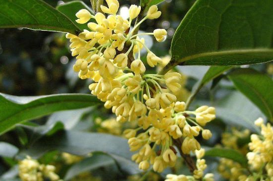 干桂花茶的制作方法，怎樣自制桂花茶？