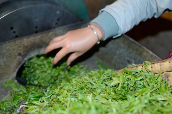 雀舌有一股青草味，雀舌為什么有青草味？