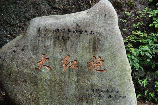 母樹大紅袍給誰喝了，為什么母樹大紅袍叫三棵六株？