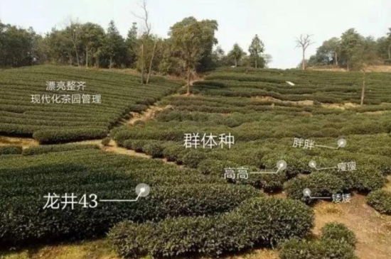 43號龍井屬于好茶嗎，龍井茶43號是什么意思？