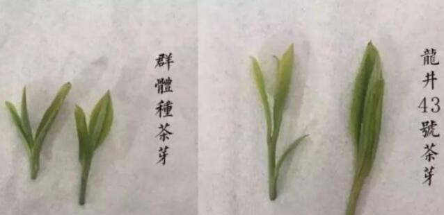 43號龍井屬于好茶嗎，龍井茶43號是什么意思？